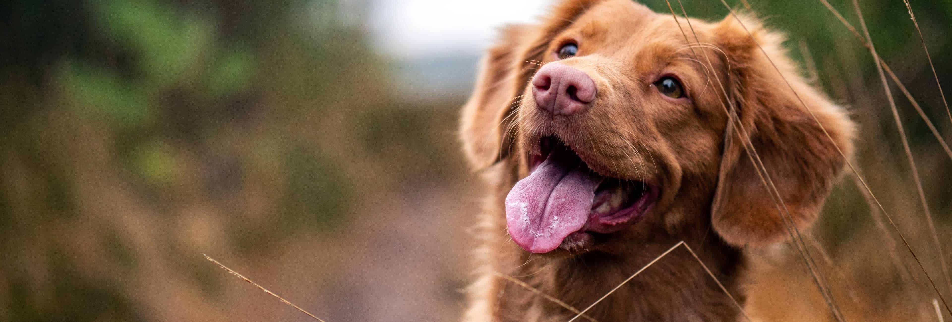 Dog First Aid Cheshire