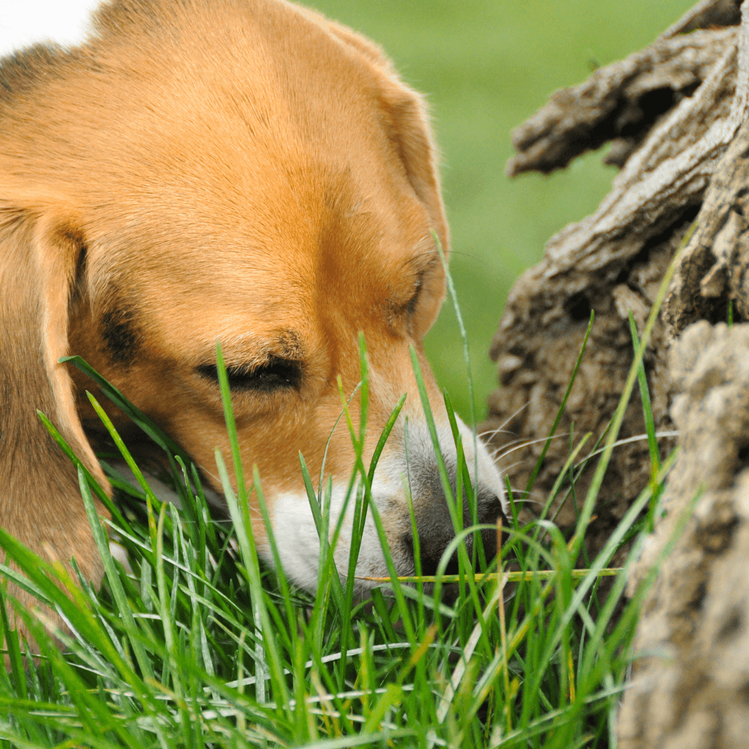 Why does my dog eat grass?