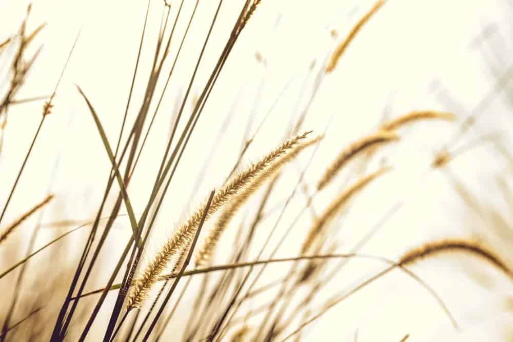 The problem with grass seeds