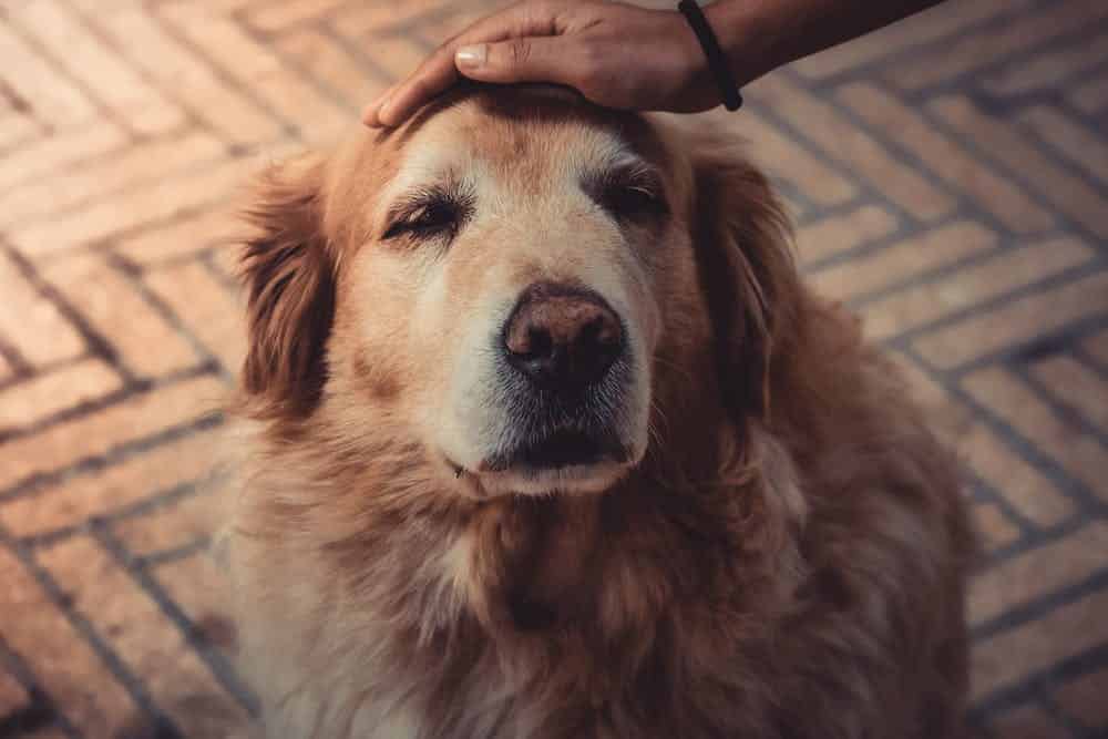 Successfully rehoming an adult dog