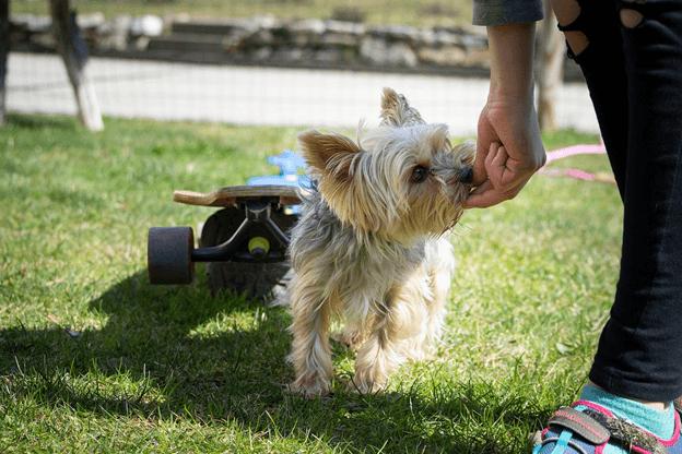The essential behaviour skills for your dog - What you need to know!