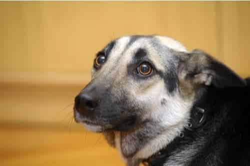 The importance of recognising stress in your dog