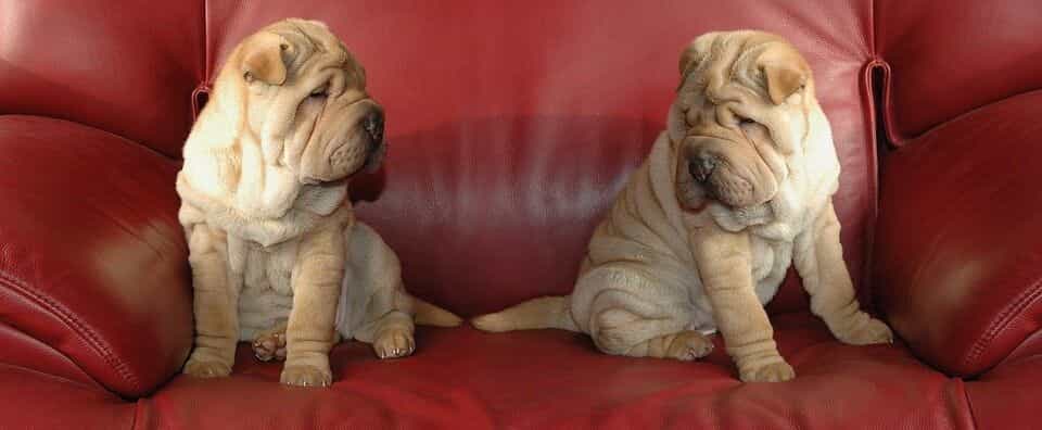 Two identical dogs discuss the disadvantages of leather sofas on a hot summer's day