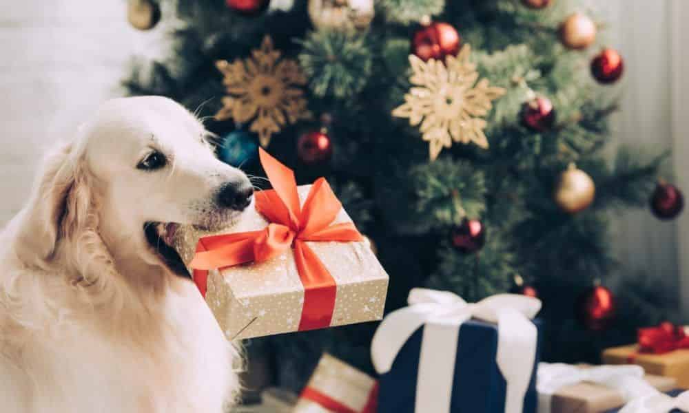 Five Christmas dangers for dogs