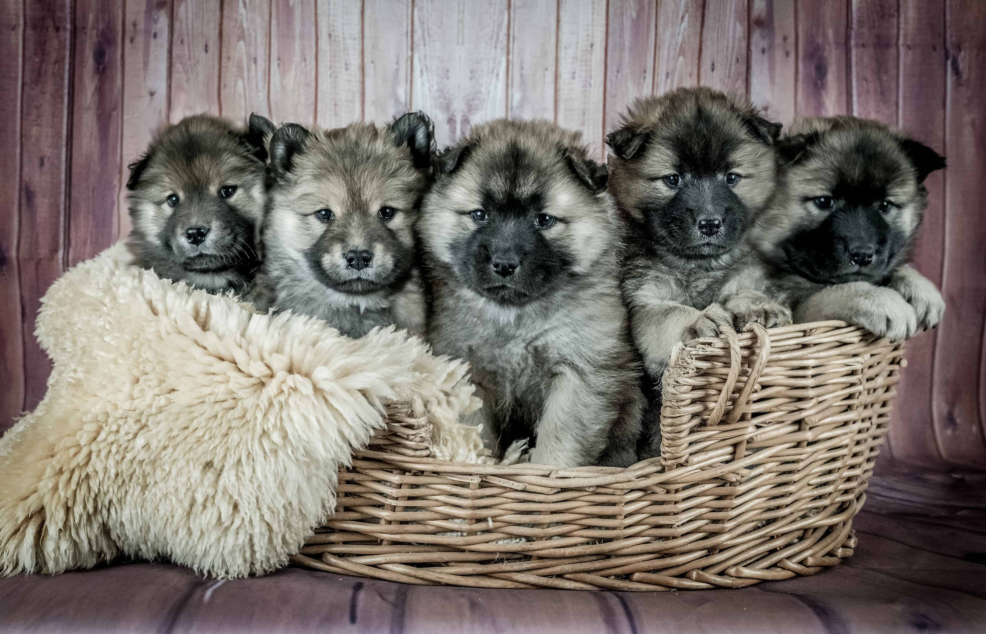 Puppies of the Pandemic