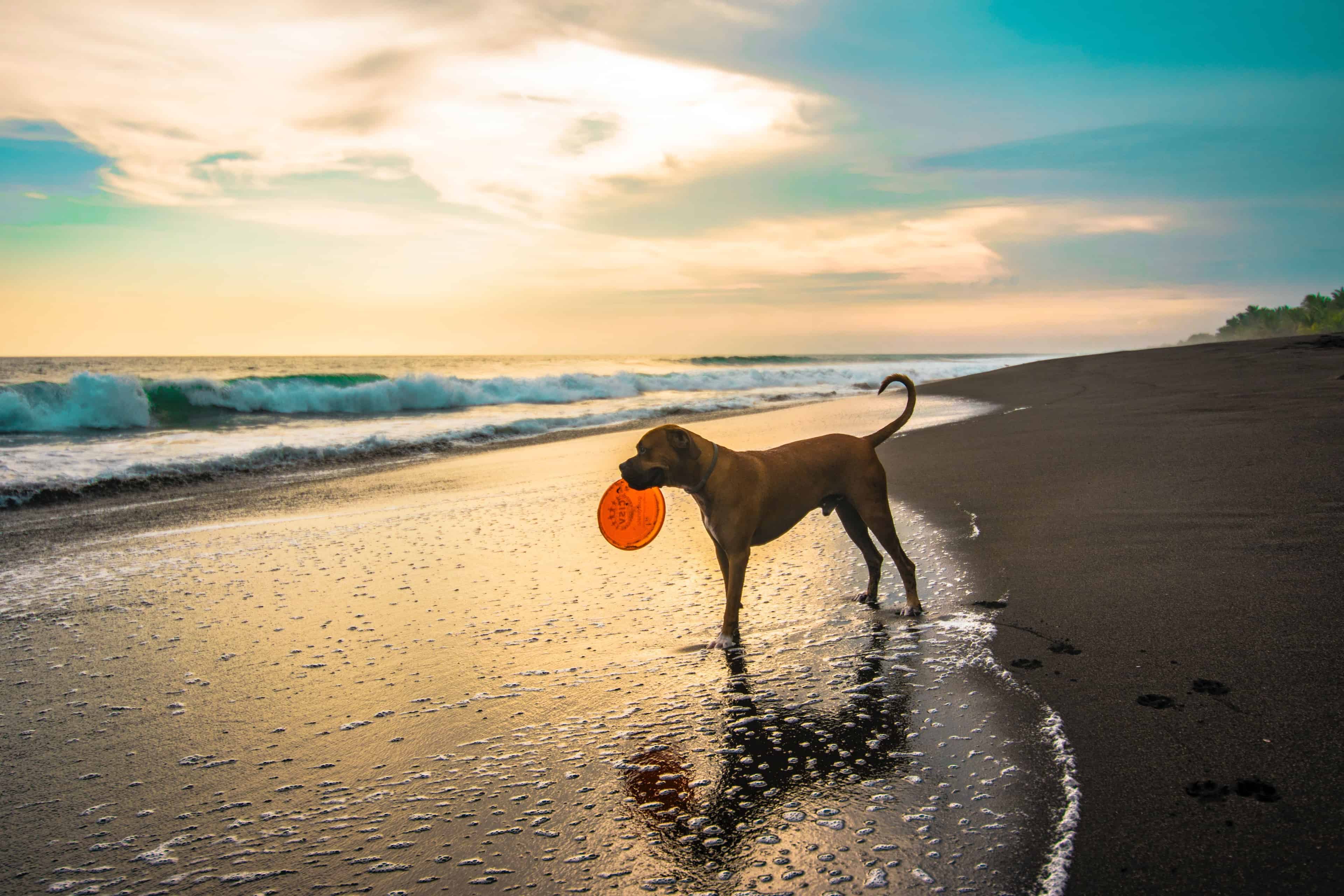 Keeping your dog safe on the beach