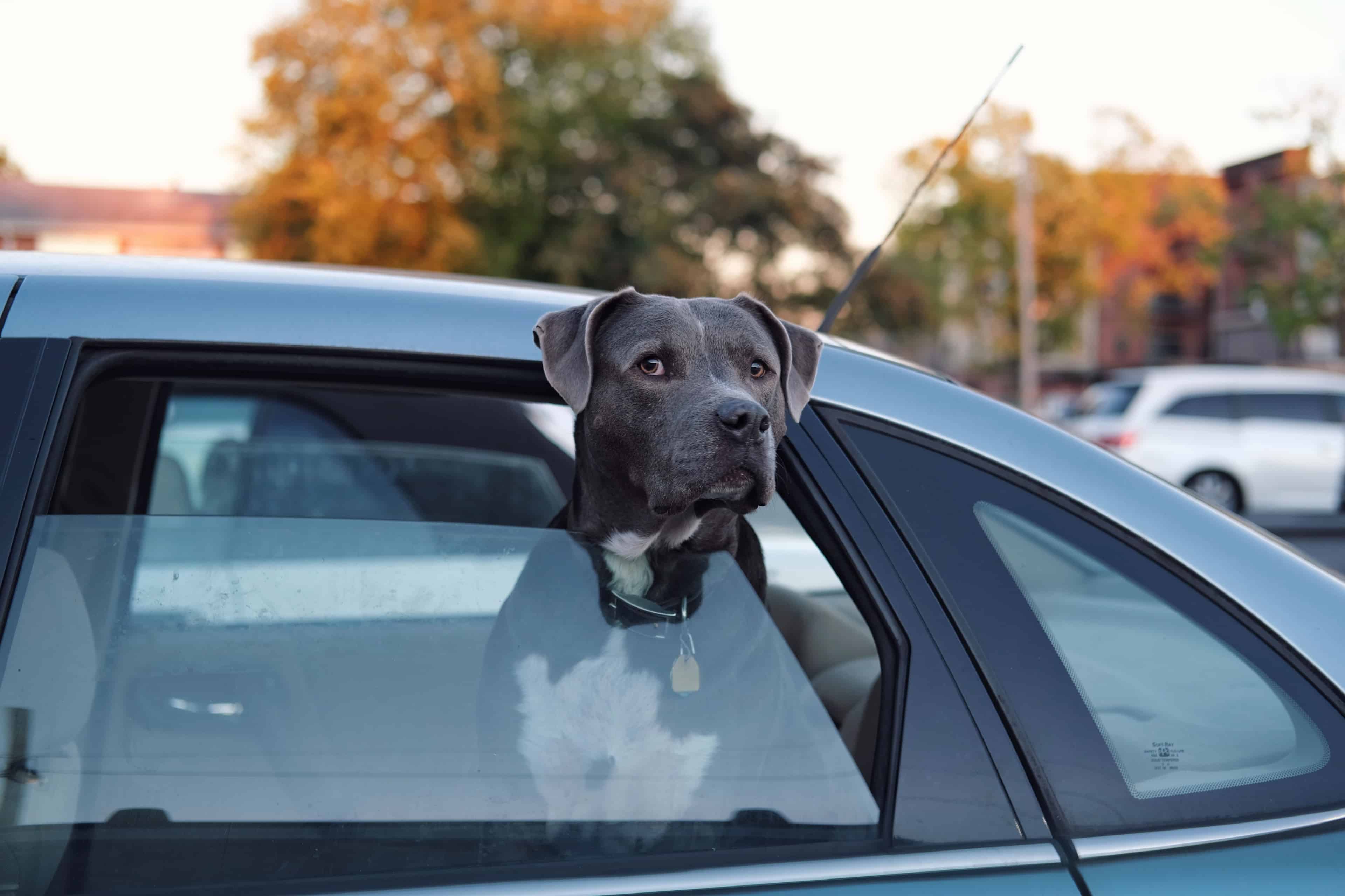 Top tips for travelling in the car with your dog.