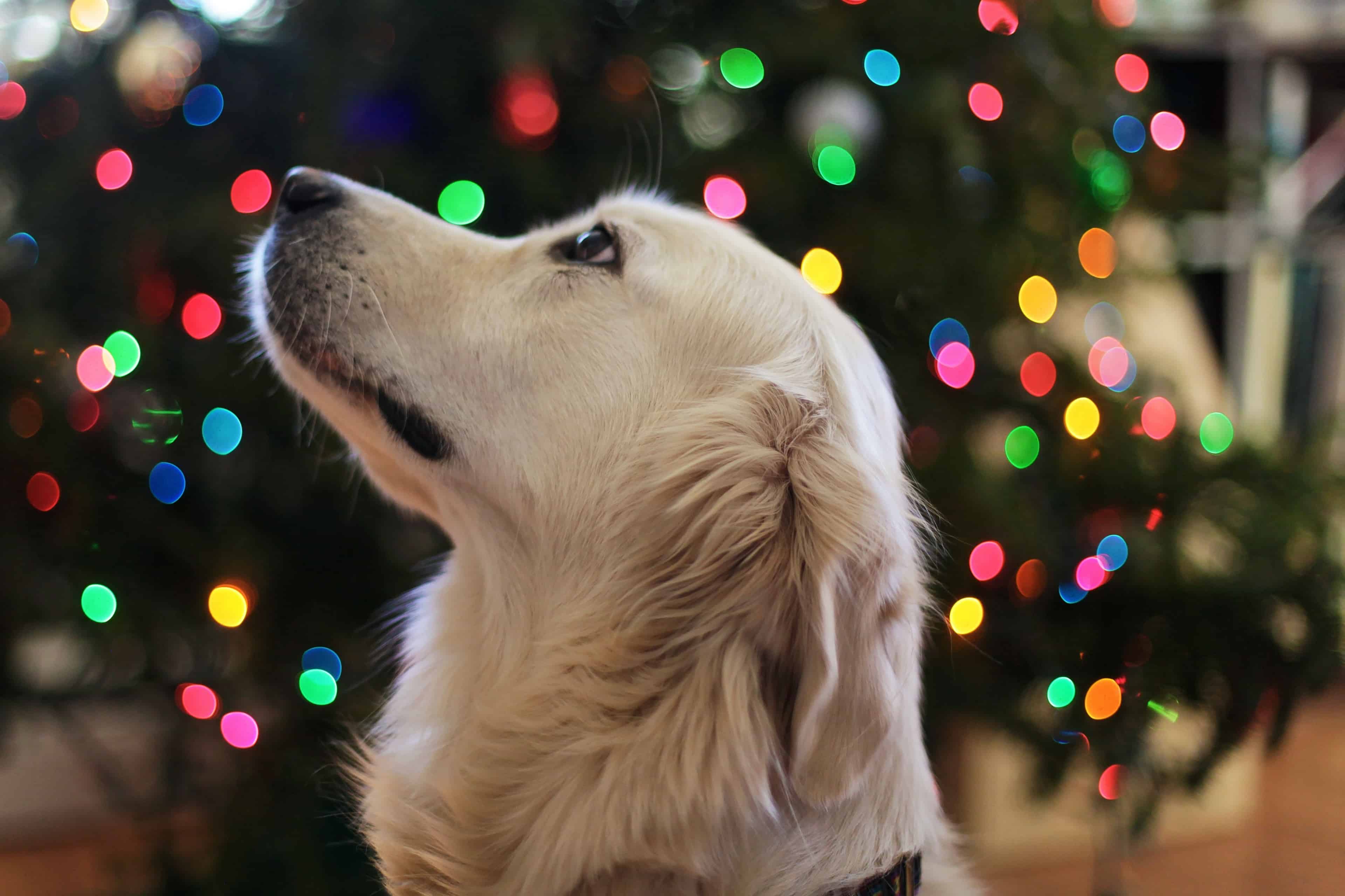 Don't forget about your dog this Christmas