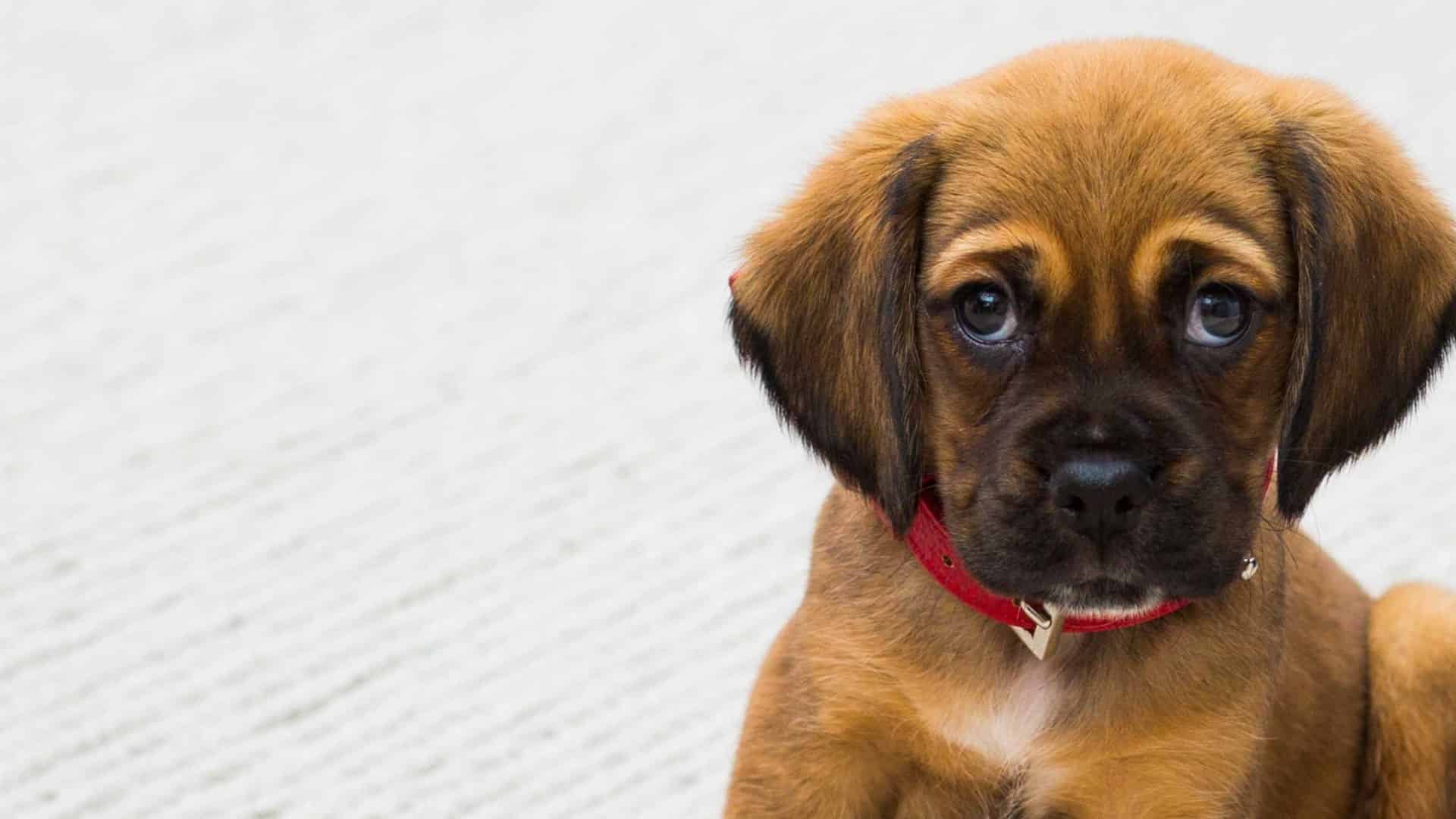 Dog First Aid Training Courses