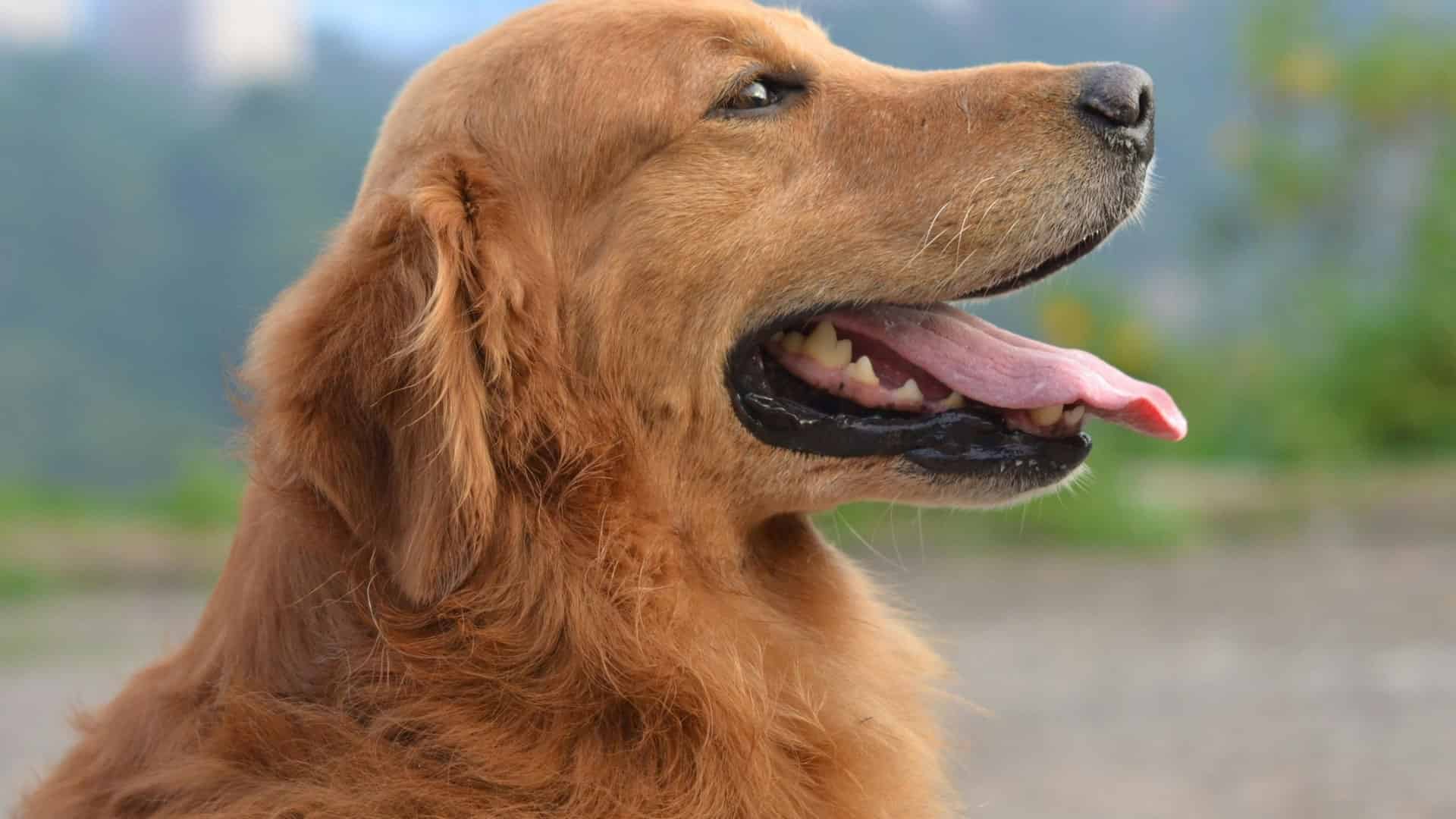 Meet the canine entrepreneurs running complementary businesses